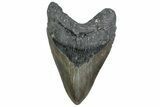 Fossil Megalodon Tooth - North Carolina #381360-1